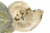 Iridescent Pyritized Ammonite (Quenstedticeras) Fossil Display #368850-1
